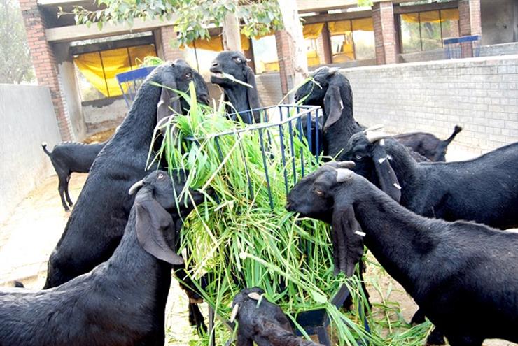 Vet Varsity to Train Goat Farmers in Health Management Practices
