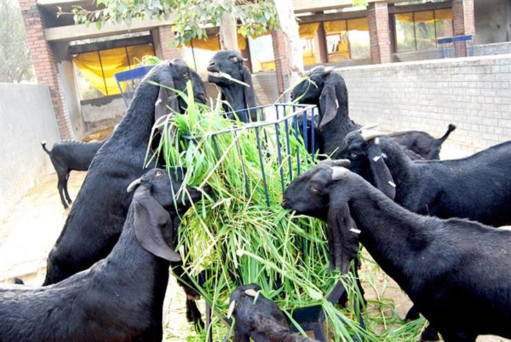 Vet Varsity to Train Goat Farmers in Health Management Practices Vet Varsity to Train Goat Farmers in Health Management Practices