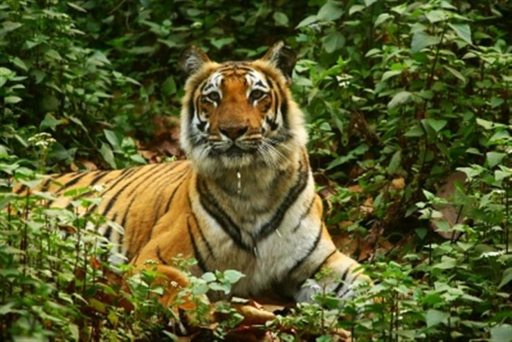 Despite success of Project Tiger, national animal fights for survival