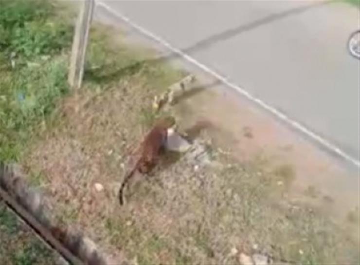 Efforts on to capture tiger, leopard that killed domestic animals in Ooty Efforts on to capture tiger, leopard that killed domestic animals in Ooty