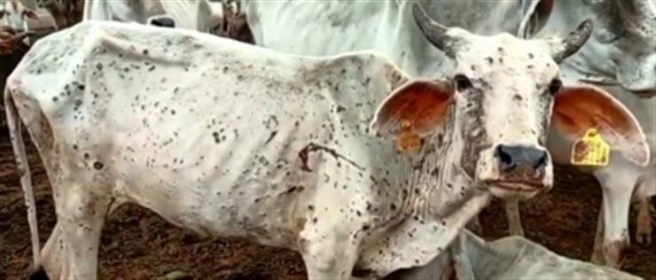 Animal Husbandry officials to brief Parl panel about lumpy skin disease