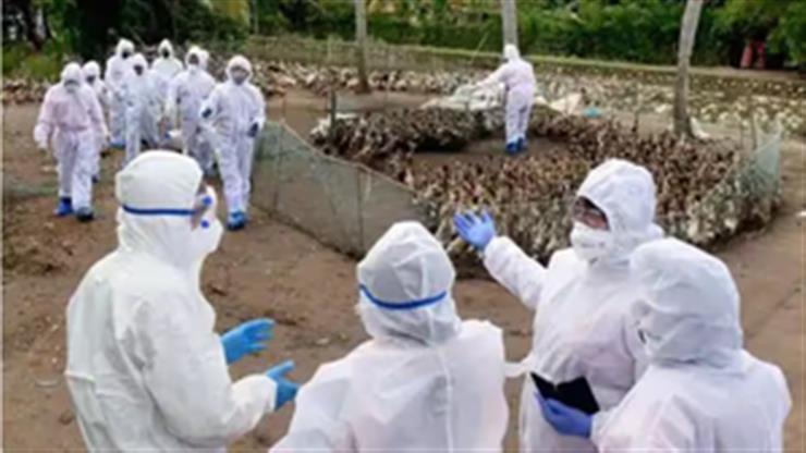鳥インフルエンザ発生後、日本は1万4000羽の鳥を殺処分