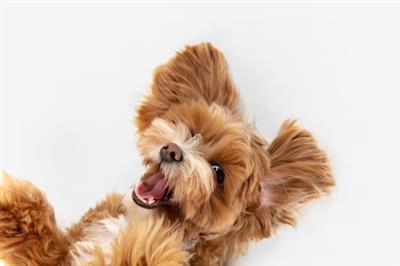 Best 7 Gentle Dog Grooming Services NYC Offers for Dogs