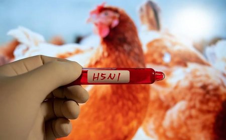Seven new suspected H5N1 bird flu cases reported in Australia