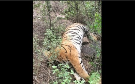 Royal Bengal tigress dies at Jharkhali tiger rescue centre in Sundarbans