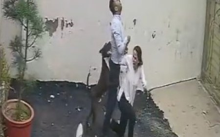 Couple attacked by pitbull while viewing rental home in Punjab, video emerges
