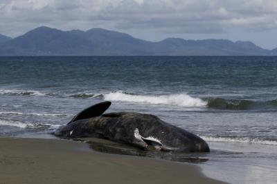 52 short-finned pilot whales found dead on Indonesian beach