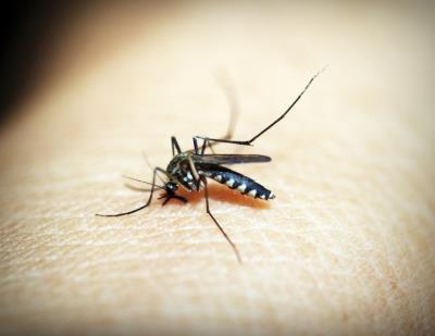Vietnam raises dengue alert