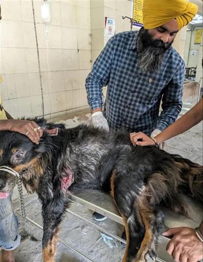 Police booked Amritsar based renowned doctor P.S.Bedi for cruelty on pet dogs