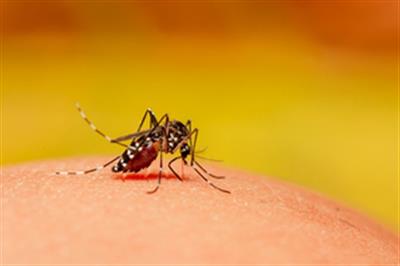 TN commences preventive measures as dengue cases surge